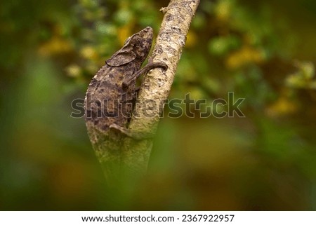 Madagascar forest nature.  Panther hameleon on tree branch, Furcifer pardalis, sitting on the in the nature habitat, Ranomafana NP. Endemic Lizard from Madagascar. Traveling in Africa.