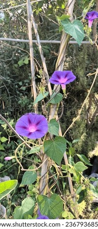 A beautiful picture of morning glory flowers