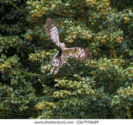 Milky eagle owl in flight coming towards you with plenty of motion in the wings.