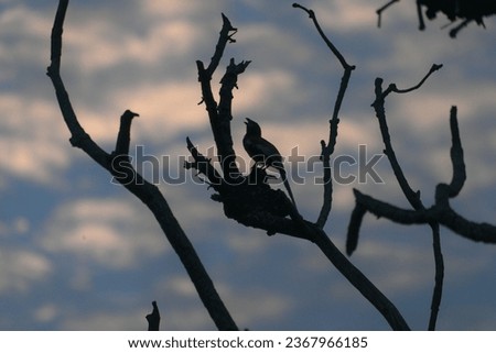 Silhouette Of a Treepie At Dawn With White Clouds In BAckground