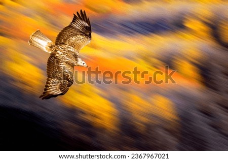 Flying bird of prey. Background with autumn colors.