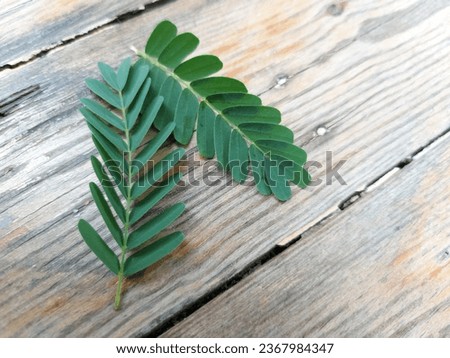 tamarind leaves leaf autumn plant nature tree garden park picture beautiful leaves 