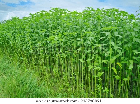 This picture shows tall green jute plants growing in Assam, India. People call jute the 'golden fiber.' It's an important part of farming in Assam and provides useful jute material. 