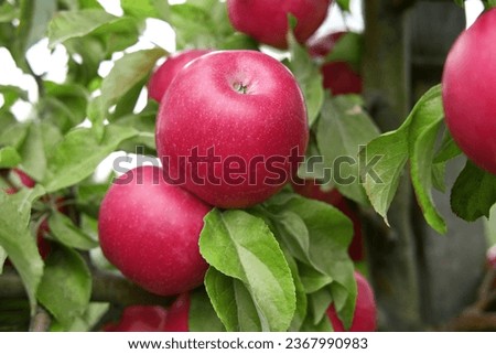 Ripe Apples in the Apple Orchard before Harvesting. Big Red delicious Apples Hanging from Tree Branch in the Fruit Garden. Fall Harvest. Picture of Autumnal Apple. Autumn Cloudy Day, Soft Shadow. Bio