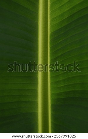 Detail picture of banana leaves with yellow colour of it's bones
