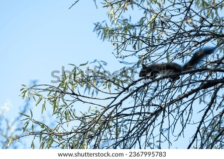 Eurasian red squirrel , mammal on the tree branch. Natural environment. White sky.Sciuromorpha. Sciuridae. Rodentia. Royalty-Free Stock Photo #2367995783