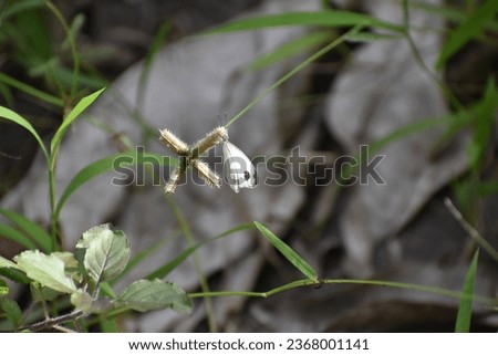 the white butterfly on the grass 