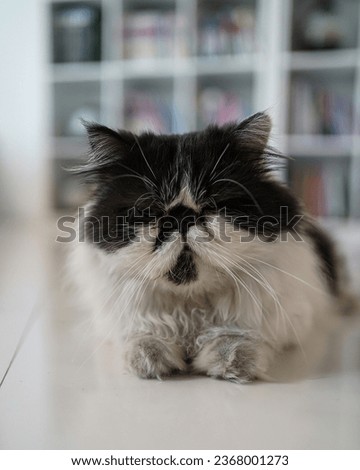 The black and white Persian cat sitting on the floor. The Persian cat, also known as the Persian longhair, is a long-haired breed of cat characterized by a round face and short muzzle                 