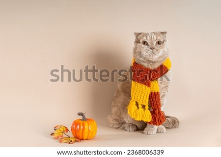 Cozy autumn greeting card with cute cat. Funny cat wearing glasses, knitted scarf, autumn leaves pumpkin on beige background. Autumn promotion, fall sale banner, education, hygge concept. Copy space