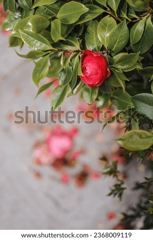 Red camellia flower with green leaves in the garden, stock photo