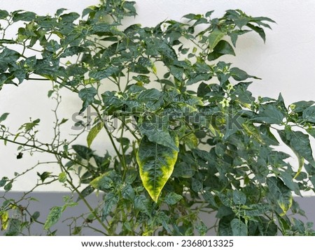 Root-knot nematodes can cause swellings or galls on chili plant roots. Royalty-Free Stock Photo #2368013325