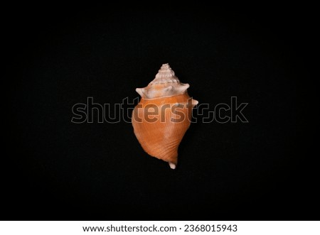 sea shells with black background