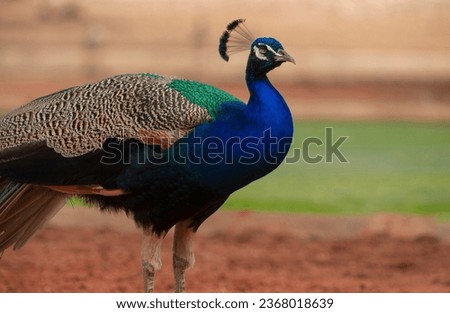Wild african bird. Portrait of a bright male peacock on a blurred background