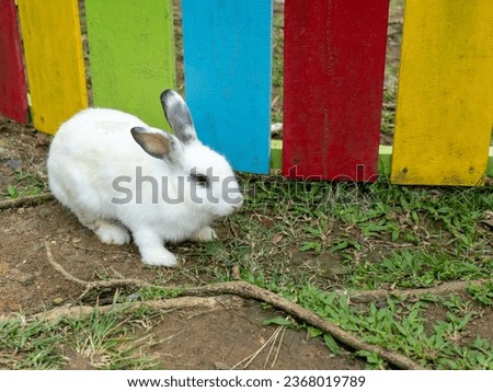 A white rabbit standing near colorful fence.