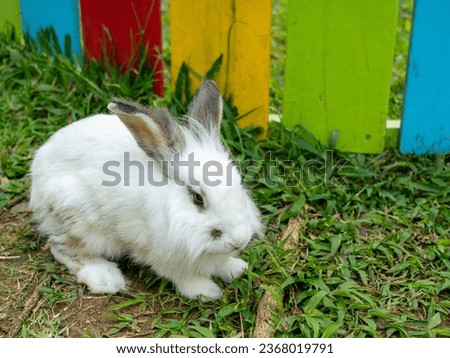 A close up view of a young white rabbit with sharp sight from its dark eye on a bright morning.