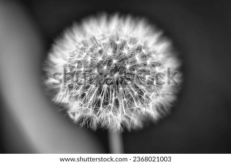 Picture of a dandelion in black and white. Focus is in the middle of the plant