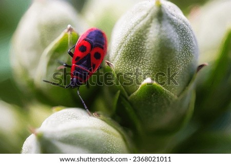 Macro picture of a fire beetle sitting on a hibiscus plant