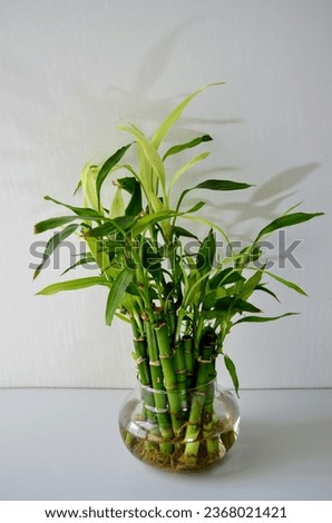 Dracaena sanderiana is a species of flowering plant in the family Asparagaceae, native to Central Africa. The plant is commonly marketed as Lucky bamboo. Other names curly bamboo, ribbon dracaena.herb Royalty-Free Stock Photo #2368021421