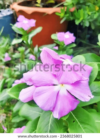 A meticulously landscaped garden sits next to the house. There are many different types of flowers that grow in harmony.
The leading edge creates a soft and romantic atmosphere. Soft flower petals blo Royalty-Free Stock Photo #2368025801