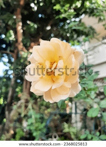 A meticulously landscaped garden sits next to the house. There are many different types of flowers that grow in harmony.
The leading edge creates a soft and romantic atmosphere. Soft flower petals blo Royalty-Free Stock Photo #2368025813