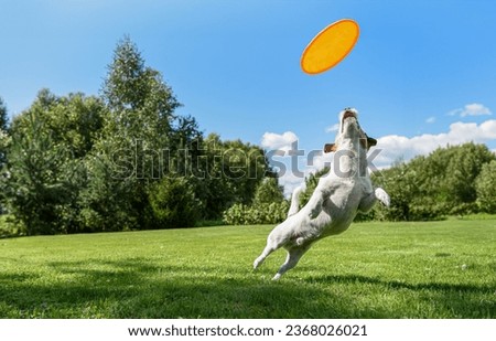 Dog sport background. Agile dog being trained to catch flying disc on beautiful summer day