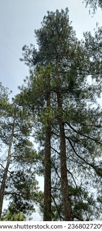 Tall and Timeless: Pine Trees in their Natural Glory"