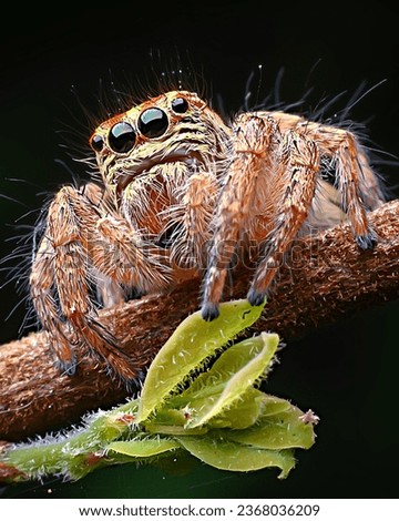 Extreme macro image of Jumping Spider Detailed Eye