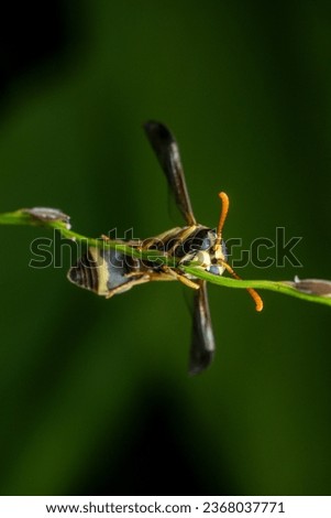 Extreme Macro image of yellow striped wasp Crisp detailed image