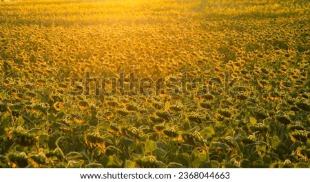 Sunflower field during sunset , selective focus. Royalty-Free Stock Photo #2368044663