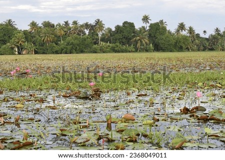 Malarikkal, a village in Kerala where water lilies are spread across 600 acres out of the 1,800 acres of paddy fields.