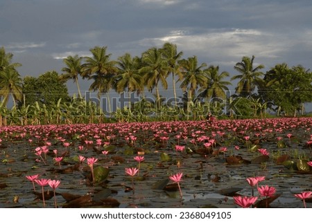 Malarikkal, a village in Kerala where water lilies are spread across 600 acres out of the 1,800 acres of paddy fields.