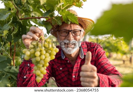 Satisfied senior farmer checking white grapes quality before harvest and showing thumb up