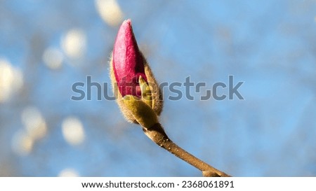 pink magnolia bud against the sky
