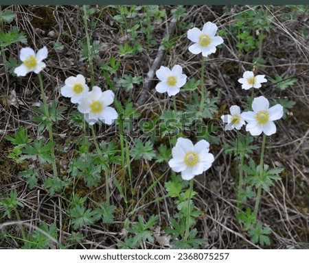 In spring in the wild, in the forest blooms Anemone sylvestris Royalty-Free Stock Photo #2368075257