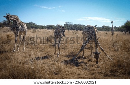 giraffes as seen in the grasslands of zimbabwe