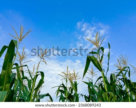 Blooming Corn Flowers are growing in field. Green Corn field in South Punjab Pakistan. Stalk natural green leaves. Corn plants field against cloudy blue sky. Agricultural concept background. Landscape