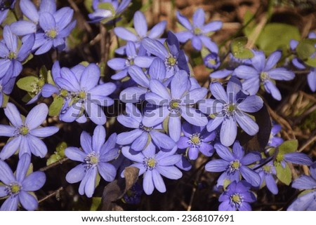 First spring flowers in the forest. Stock Photo