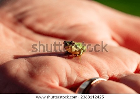 Tiny gray treefrog (Hyla versicolor) is native frog on humal hand Royalty-Free Stock Photo #2368112425