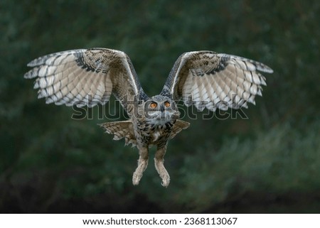 Beautiful, huge European Eagle Owl (Bubo bubo) in flight before attack. Action wildlife scene from nature in the Netherlands. Green background.                        