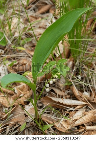 A close-up of a woodland native wildflower, American Lily of the Valley, Convallaria majuscula, growing on Beech Mountain in North Carolina's southern Appalachian mountains.  Royalty-Free Stock Photo #2368113249