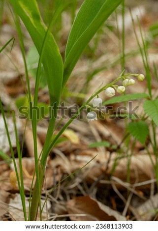A closeup of the leaves and dangling white flowers of the American Lily of the Valley, growing on Beech Mountain in North Carolina. A popular garden plant, it is native to the southern Appalachians. Royalty-Free Stock Photo #2368113903