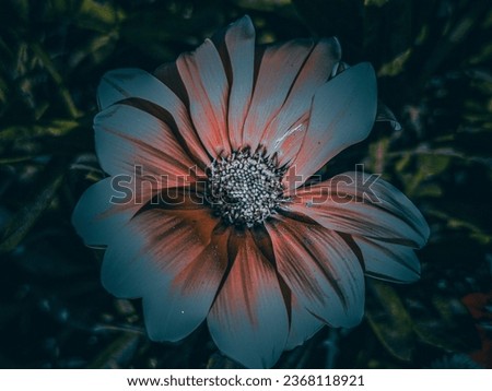White and red  Flower on Dark Background - Elegant Simplicity, Perfect for Creative Projects, High-Quality Stock Photo