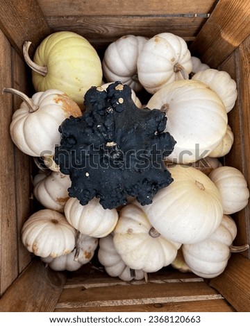 Close-up view of black pumpkin laying over white pumpkins