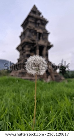 a picture of dandelion flowers with a temple background