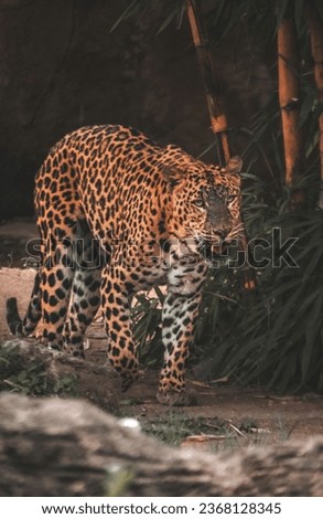 Wild Jaguar hunting for prey