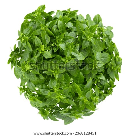 Bunch of green basil isolated on a white background, shot in a studio close-up in high quality photography. Flat lay,top view.