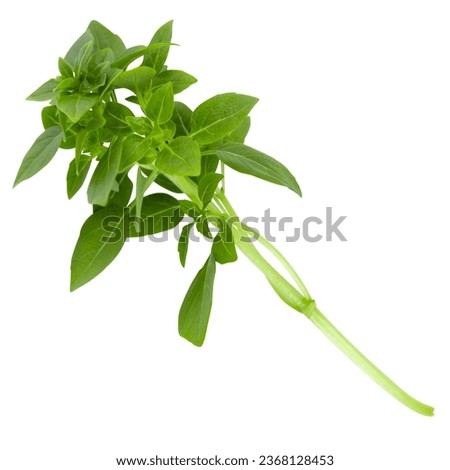 A branch of green basil isolated on a white background, shot in a studio close-up in high quality.
