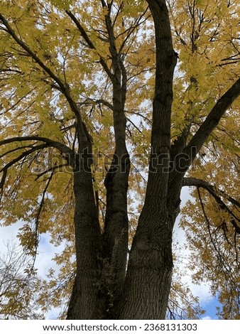 A picture of a large oak tree, in the middle of autumn, from the perspective of below.