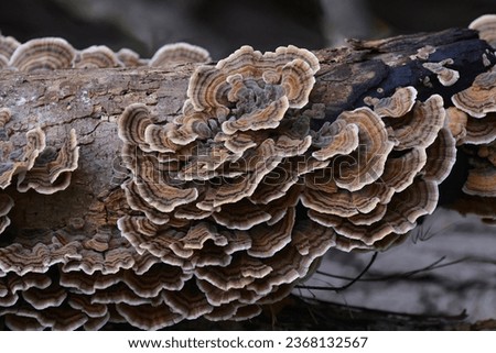 Turkey tail (Coriolus versicolor aka Trametes versicolor), a common polypore mushroom, contains polysaccharide peptide (PSP) and polysaccharide krestin (PSK), which are used as medicine. Royalty-Free Stock Photo #2368132567