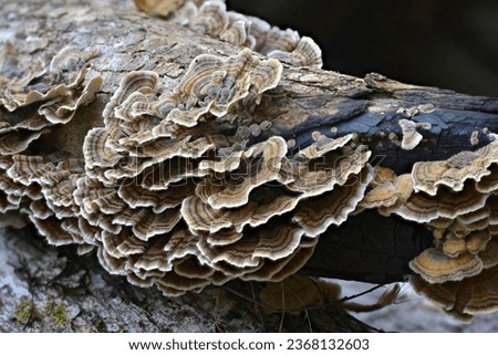 Turkey tail (Coriolus versicolor aka Trametes versicolor), a common polypore mushroom, contains polysaccharide peptide (PSP) and polysaccharide krestin (PSK), which are used as medicine. Royalty-Free Stock Photo #2368132603